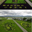 Awesome Rice Field Art!