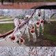Cool Frozen Tree