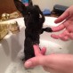 Bunny Bathtime