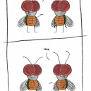 Flies Talking