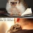 Cute Hugging Hedgehog