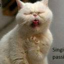 Opera Cat, Singing With Passion