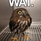 WAT. Owl