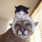 Cute Small Cat and Big Cat =)
