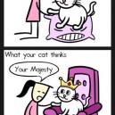 What Your Cat Thinks