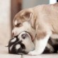 Cuteness Overload – Puppies