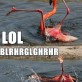 Drunk Flamingo