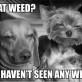 What Weed?