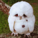 Sad Owl is Sad