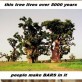 Awesome Baobab Tree