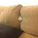 Sneaky Dog