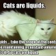 Cats are Liquids