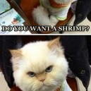 Do You Want a Shrimp?