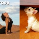 Dogs Can Do Yoga Too…