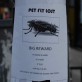 Pet Fly Lost