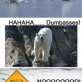 Silly Polar Bears…