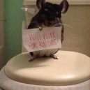 Help This Poor Little Mouse!