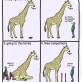Things Giraffes Hate