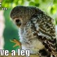 I Have a Leg? – Owl