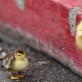 You Can Do It Little Duckling!