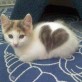 Cat With a Heart