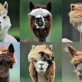 Llama Haircuts