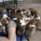 Attacked By a Pile of Cute Puppies
