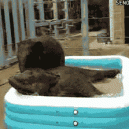 GIF – Elephants Bathing