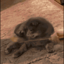GIF – Realization Cat