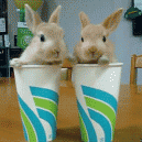 GIF – Bunnies in cups