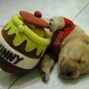 Winnie The Pooh Dog