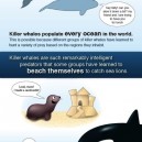 The Awesome Killer Whale!