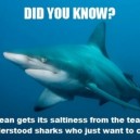 Misunderstood Sharks