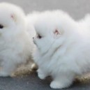 So Fluffy Little Puppies