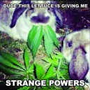 Strange Lettuce…