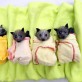 Bats In Blankets