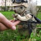 Captain Squirrel