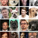 Dogs Look Like The Avengers