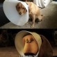 The Cone of Shame