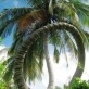 Awesome Palm Tree