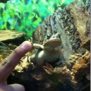 Bad Ass Frog Gives Me a High Five