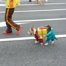 Best Dog Costume Ever!