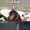 Car Rides