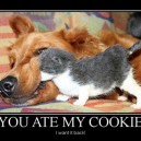 You Ate My Cookie!