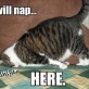 I Will Nap Here…