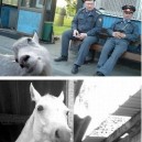 Photobombing Animals