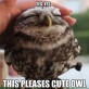 This Pleases Cute Owl