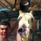 Horse Face – Because Duck Face Got Old