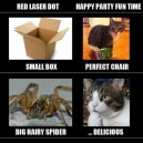 Cat Logic