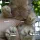Fuzzy Little Bunny